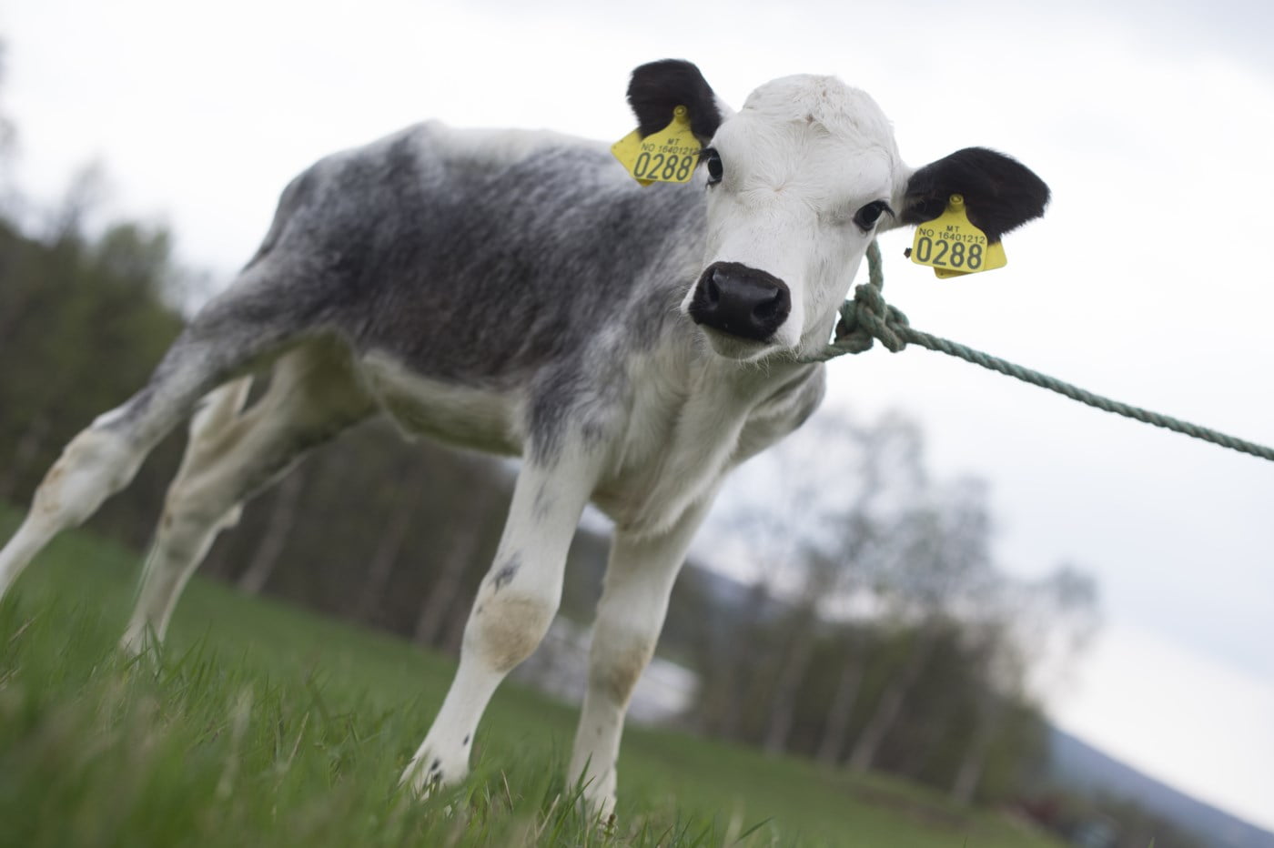 Bilde av en kalv av rasen Rørosku. Hvit ku, med svart side og svarte ører og snute. Gule merker i begge ørene.